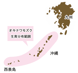 沖縄県産のモズクは全国生産量の90％以上。